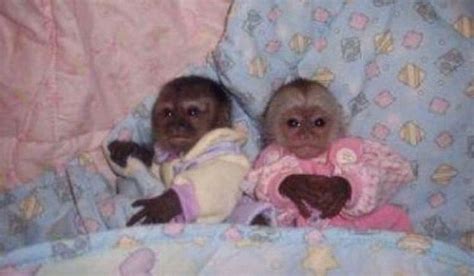 "Understanding the Social Behavior of These Amazing Primates" Cute and ...