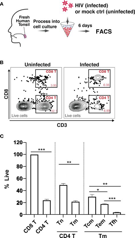 Frontiers Subsets Of Tissue Cd4 T Cells Display Different