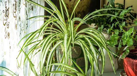 Chlorophytum Comosum Leaves