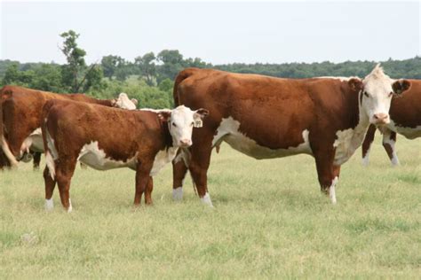 Polled Hereford Calf