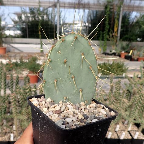 Opuntia Chisoensis Dw Uhlig Kakteen More Than 5 000 Different Species