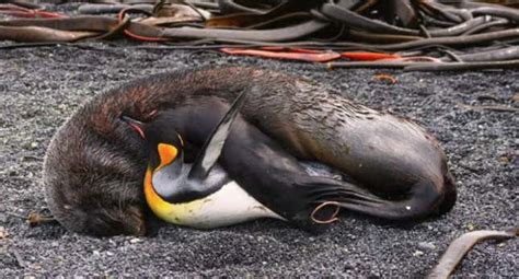 Seals Are Mysteriously Sexually Assaulting Penguins—and Eating Them