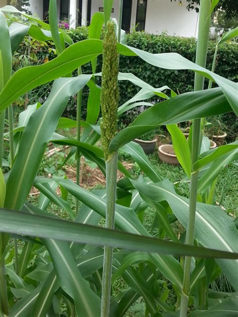 My Little Vegetable Garden Growing Sorghum In Putrajaya Malaysia