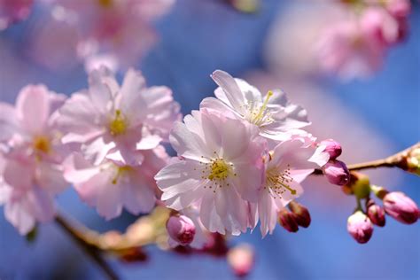 cherry blossoms  stock photo public domain pictures