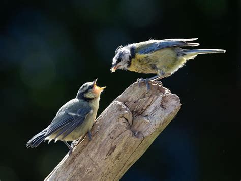 Determine Sex Of Chicks A Step By Step Guide Feathered Farm Life
