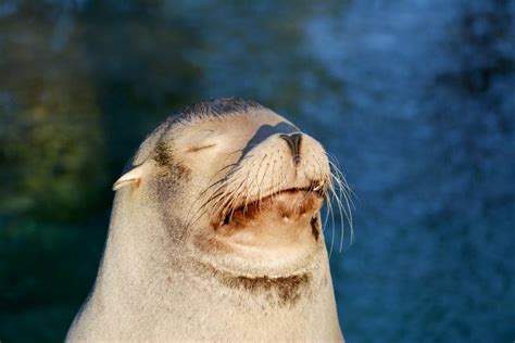 Sleepy Sea Lion Stock Photo Image Of Restful Frown 41798194