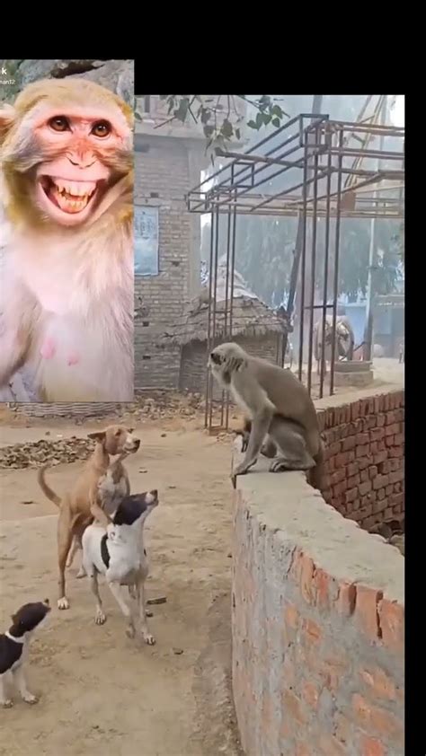 Monkey Comedy 🐒😂🤣🤣🐒monkeylaughing Monkeycomedy Funny Youtube