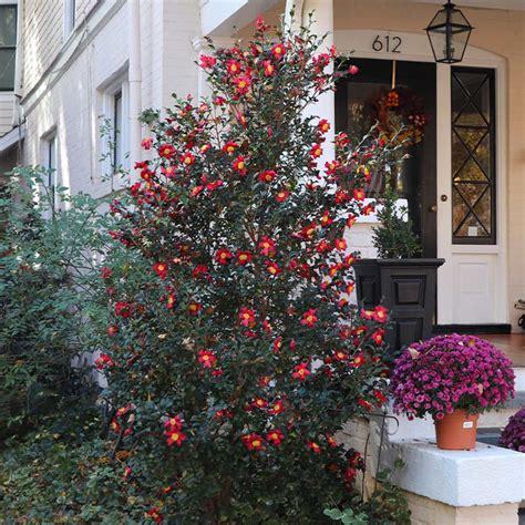 yuletide camellias  sale brighterbloomscom