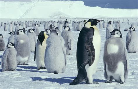 Emperor penguin and chicks - Stock Image - Z808/0126 - Science Photo ...