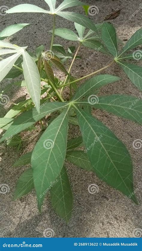 Green Cassava Leaves Grow On The Sand Stock Photo Image Of Cassava