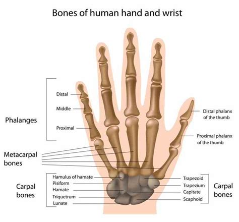 Anatomy Of The Wrist Bones | MedicineBTG.com