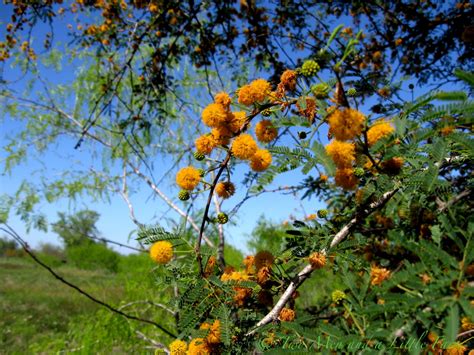 Two Men and a Little Farm: HUISACHE TREE FOLLOWUP