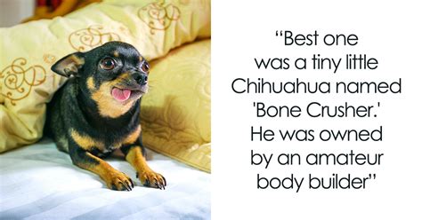 72 Funniest Pet Names That Luckily Our Companions Don’t Understand ...