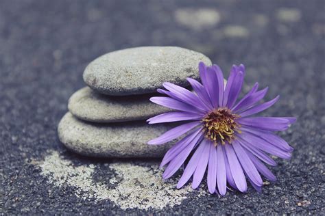 Purple Aster Flower Beside Stones Hd Wallpaper Wallpaper Flare