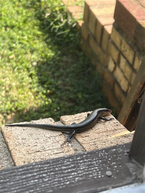American 5 Lined Skink: Mature Blue tail skink (Plestiodon fasciatus