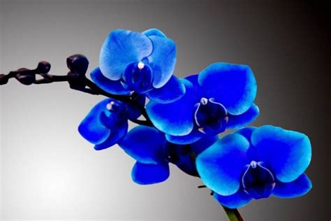 Significado Da Orquídea Azul - Orquídeas Significados das Cores das Flores