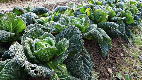 14 Vegetables To Grow In Winter Plant Instructions