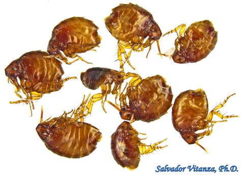 Siphonaptera Pulicidae Echidnophaga Gallinacea Sticktight Fleas A