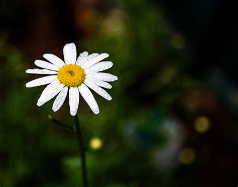 pure michiganphotography