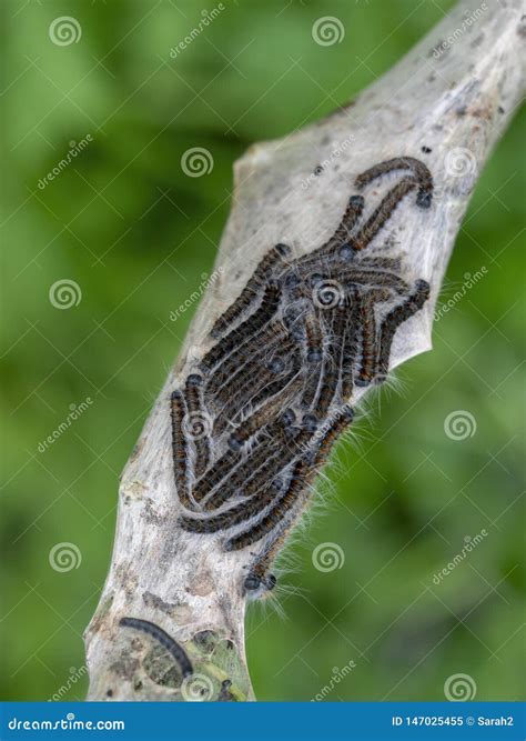 Tent Caterpillar Nest Aka Lackey Moth Caterpillars. Malacosoma Neustria