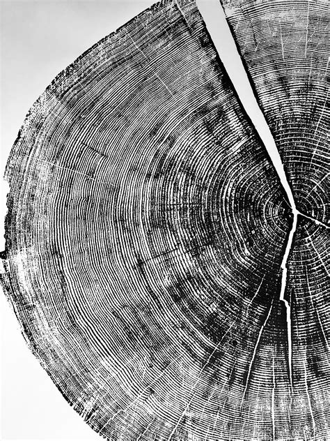 Yosemite National Park Tree Ring Art Print Large Tree Ring Etsy