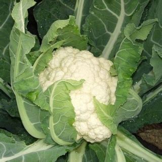 Капуста цветная Кул: особенности и характеристики сорта, агротехника ...