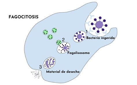 Biolog A