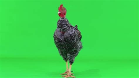 Naked Neck Rooster Videos Royalty Free Stock Naked Neck Rooster Footage Depositphotos