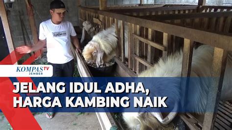 Jelang Idul Adha Harga Kambing Di Lumajang Naik YouTube