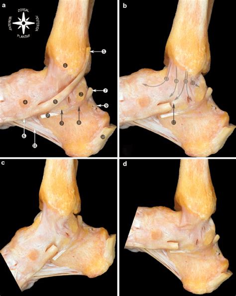 medial view   anatomic dissection   medial collateral