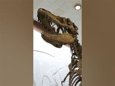 Сколько стоит динозавр - YouTube