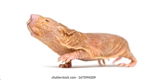 Naked Rat Images Stock Photos Vectors Shutterstock