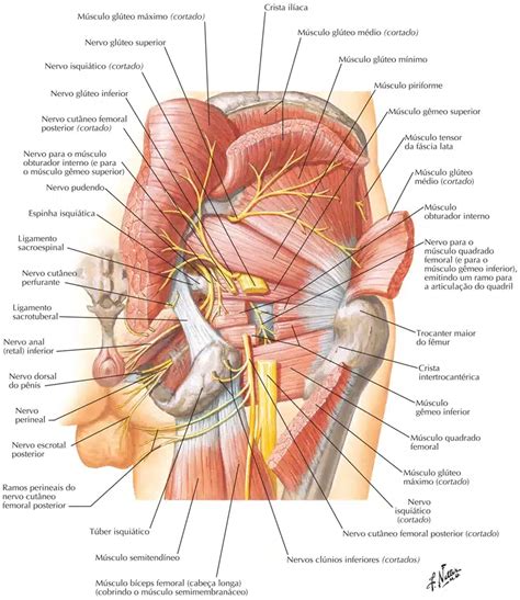 M Sculos Do Quadril E Regi O Gl Tea Anatomia Papel E Caneta