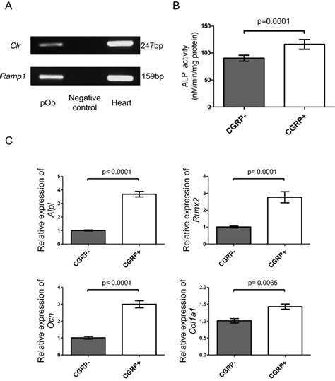 CGRP Directly Promotes Osteogenesis In Vitro A Gene Expression Of