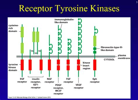 BIOL 4700 Receptor Tyrosine Kinases Flashcards Quizlet