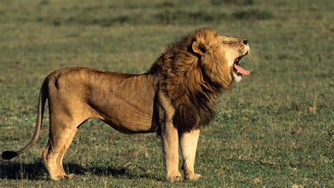 Интересные факты о львах (с фото) | VivaReit