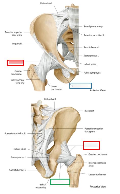 Hip Joint Ligaments Diagram Quizlet