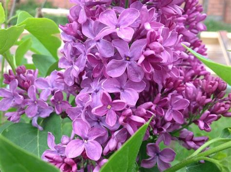 Сирень Маршал Жуков саженцы купить в Москве и Подмосковье в питомнике