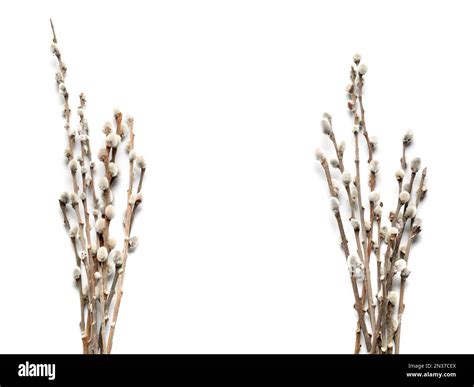 Pussy Willow Branches Isolated On White Background Stock Photo Alamy