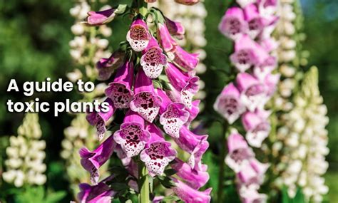 Guide to toxic plants - National Poisons Information Centre of Ireland