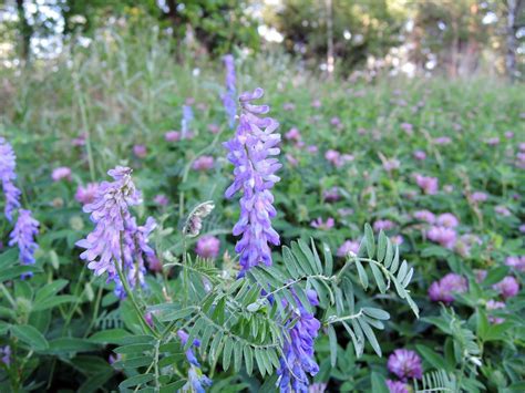 Горошек мышиный (99 фото) » НА ДАЧЕ ФОТО