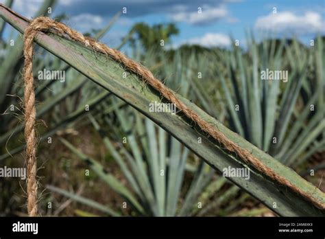 Agave Sisal Plantation Yucatan Mexico Stock Photo Alamy