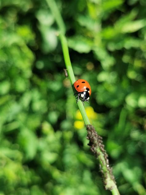 甲虫，昆虫 瓢虫 自然 Pixabay上的免费照片 Pixabay