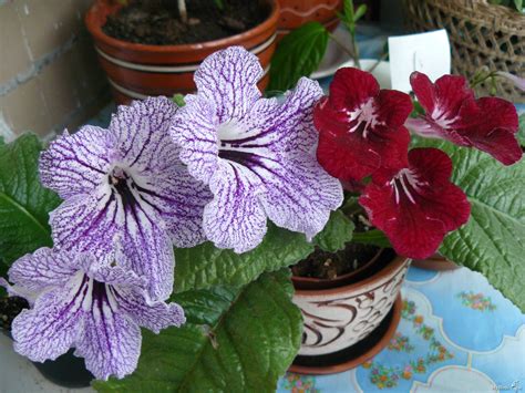 Стрептокарпус (103 фото) » НА ДАЧЕ ФОТО