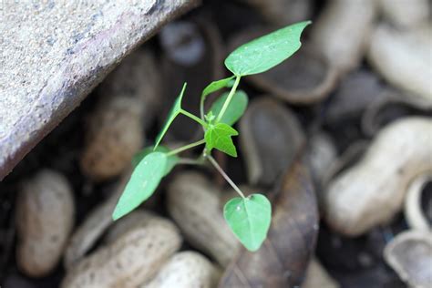 Papaya Damping Off Problems – Reasons For Damping Off Of Papaya Seedlings