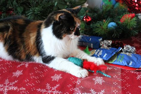 Festive T Guide For Christmas Cats