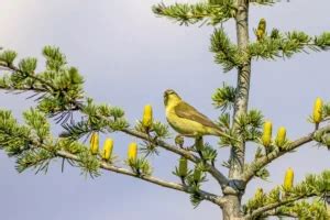 What Does A Wild Canary Look Like? | My Bird Garden