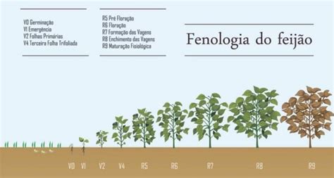 Colheita Do Feij O Quando Realizar M Todos E Cuidados