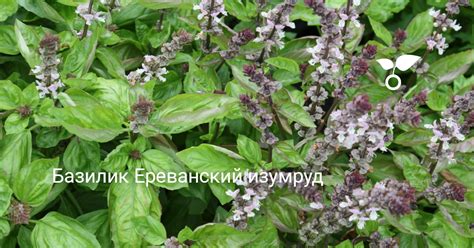 Базилик Ереванский изумруд — Ботаничка