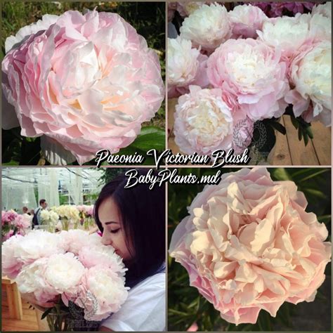Cumpărați Пион Victorian Blush la 427 MDL de la producător